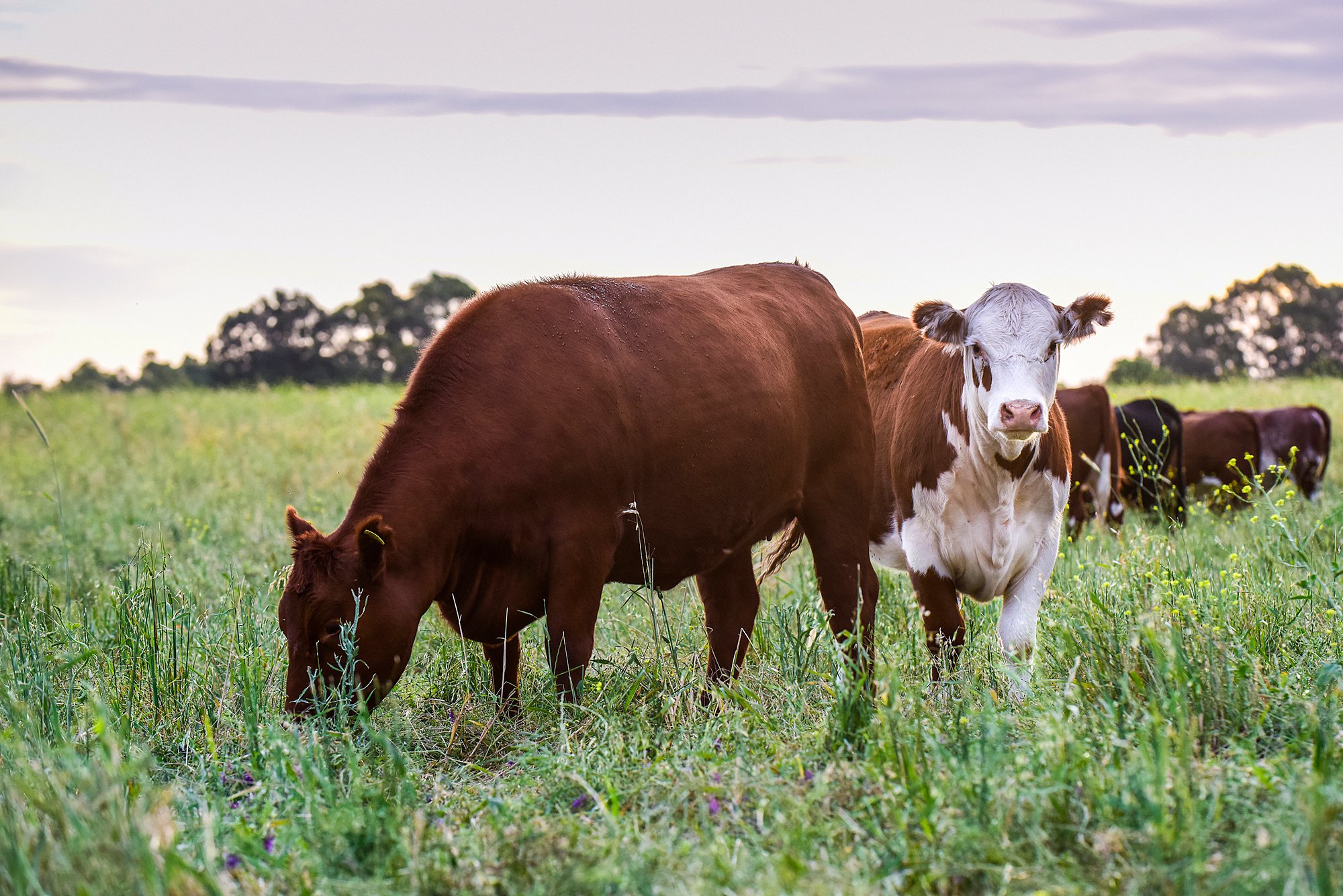 Grazer Farms Blog